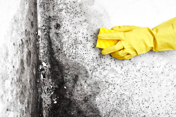 Best Commercial Mold Remediation in Sharpes, FL