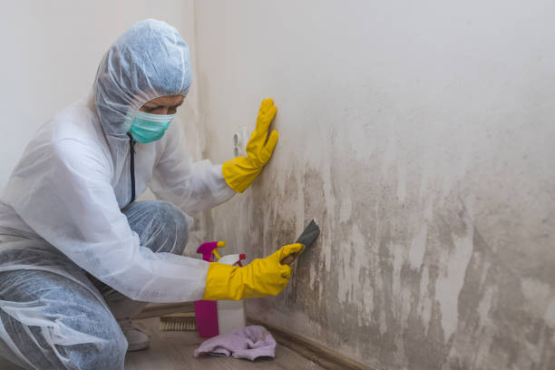 Best DIY Mold Remediation Support Services in Sharpes, FL