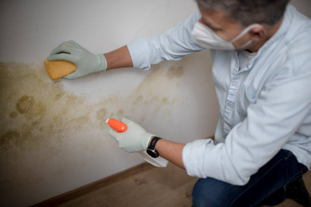 Best Bathroom Mold Remediation in Sharpes, FL