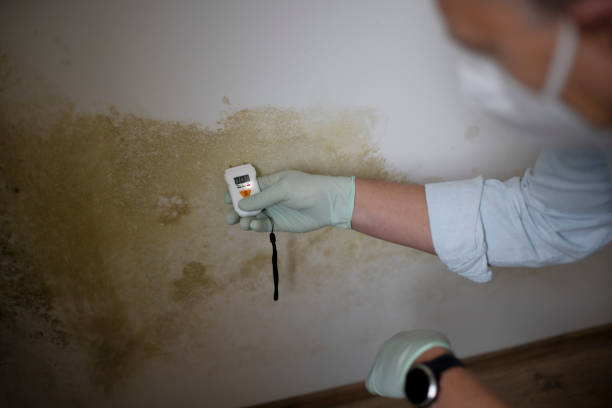 Best Emergency Mold Remediation in Sharpes, FL