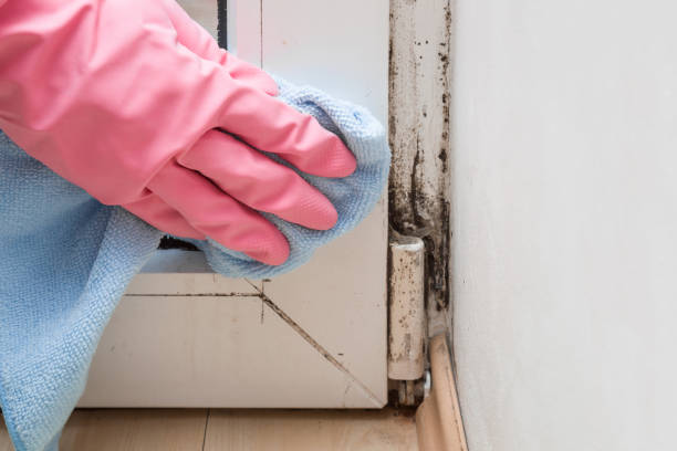 Best Emergency Mold Remediation in Sharpes, FL