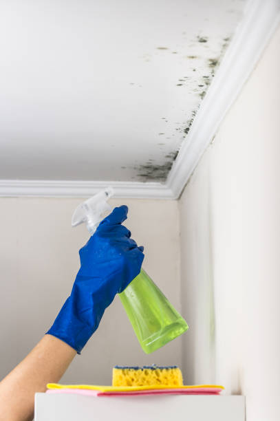 Best Basement Mold Remediation in Sharpes, FL